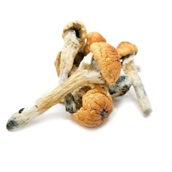 Osta Penis Envy Mushroom