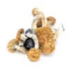 Osta B+ Magic Mushroom Suomessa